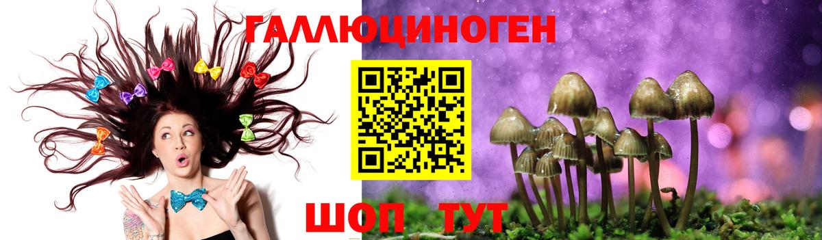 Галлюциногенные грибы Psilocybe Великий Устюг